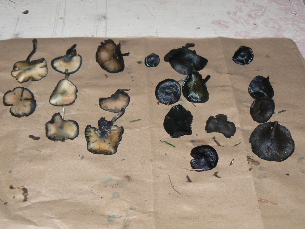 Frozen mushrooms turned black?? Are they safe? Mushroom Hunting and